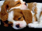 Śpiące, Szczeniaki, Rasa, Cavalier King Charles spaniel