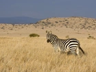 Zebra, Sawanna