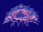 Meduza