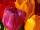 Kolorowe, Tulipany