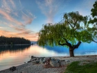 Drzewo, Jezioro, Serene, Nowa Zelandia
