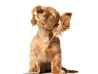Pies, Słuchający, Muzyki