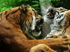 Walka, Tygrysów