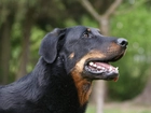 Pysk, Owczarka francuskiego Beaucerona