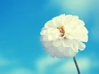 Niebo, Biały, Kwiat