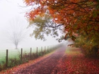 Droga, Drzewa, Mgła, Jesień