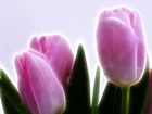 Różowe, Tulipany, 3D