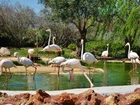 Stadko, Flamingów