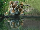 Przyczajony, Tygrys, Woda