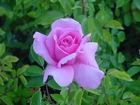 Liliowa, Róża