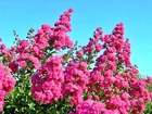 Lagerstroemia, Różowa