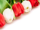 Biało, Czerwone, Tulipany