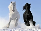Dwa, Konie, Śnieg
