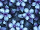 Niebieskie, Kwiatki, Krople, Rosy, Tekstura