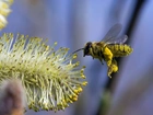 Pszczoła, Pyłek