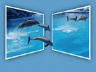 Delfiny, Ramki, Woda, 4D