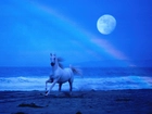 Koń, morze, woda, księżyc