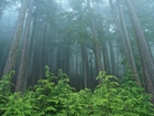 Las, Mgła, Zielona, Roślinność