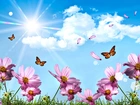 Niebo, Motyle, Kwiaty