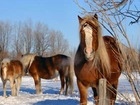 Konie, Zima, Śnieg