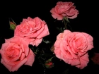 Piękne, Róże