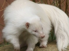 Biały, Skunks