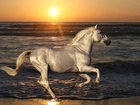 Koń, Woda, Zachód, Słońca