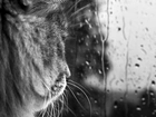 Kot, Mordka, Deszcz