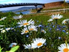 Wiosna, Most, Rzeka, Kwiaty