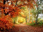 Las, Jesień, Drzewa, Scieżka