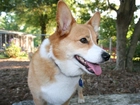 pysk, Welsh corgi pembroke