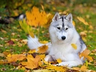 Pies, Husky, Jesień
