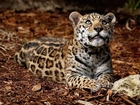 Młody, Jaguar