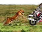 Zebra, Motor, Lwica