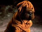 soczysto-brązowy, Shar Pei