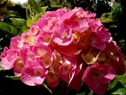 Kwiat, Hortensja, Różowa, Liście, Ogród