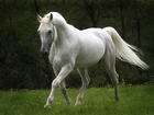 Biały, Koń, Trawa