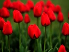 Czerwone, Tulipany, Łąka
