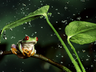 Żaba, Deszcz, Liście