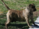 Perro de Presa Canario