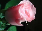 Różowa, Róża, 
