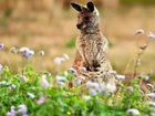 Kangur, Trawa, Kwiatki