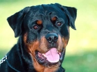 Pies, Rottweiler