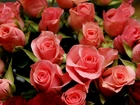 Bukiet, Kwiatów, Róże