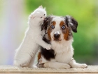 Kot, Pies, Owczarek australijski-australian shepherd