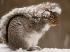 Wiewiórka, Kita, Śnieg