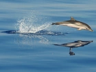 Delfin, Ocean, Odbicie