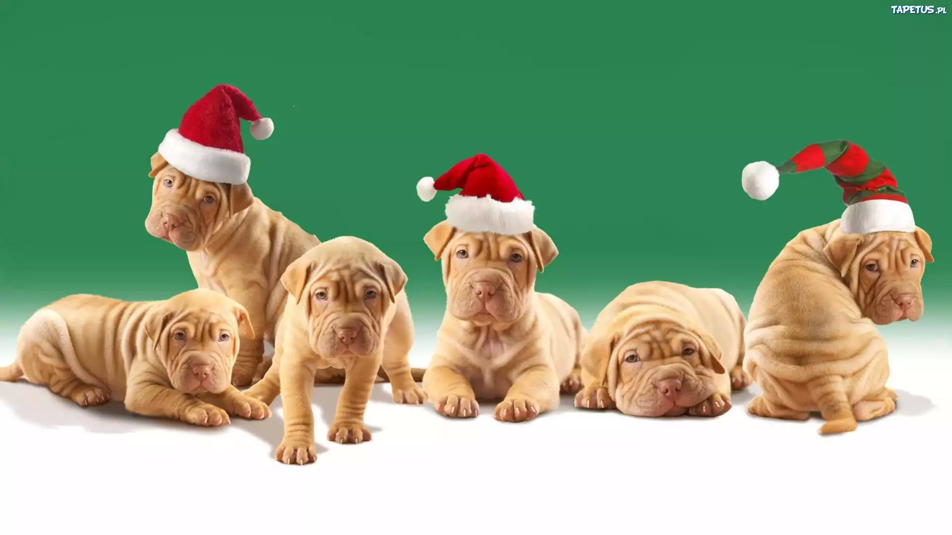 Psy, Czapki, Mikołaja, Shar Pei