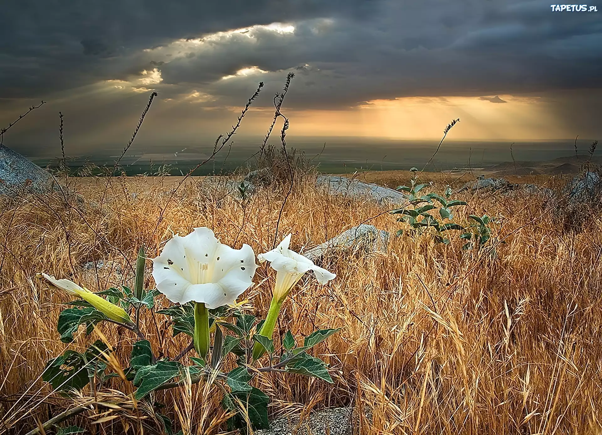 Nature работа. Фотоискусство природа. Пейзажная фотография лучшие мировые фотографы. Снимки профессиональных фотографов природы. Красивые работы фотографов природа.