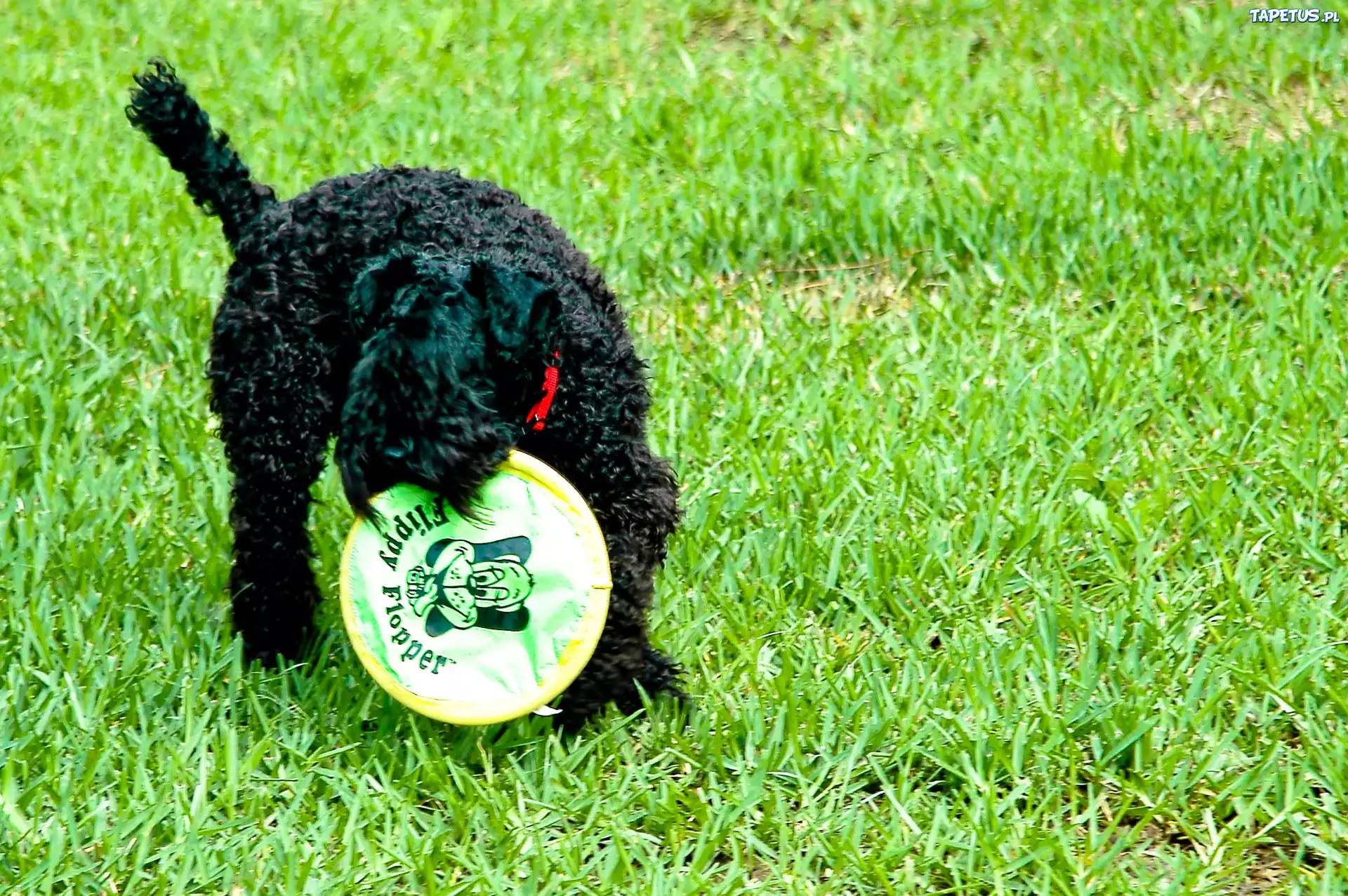 Kerry blue terrier, soczysta, trawa